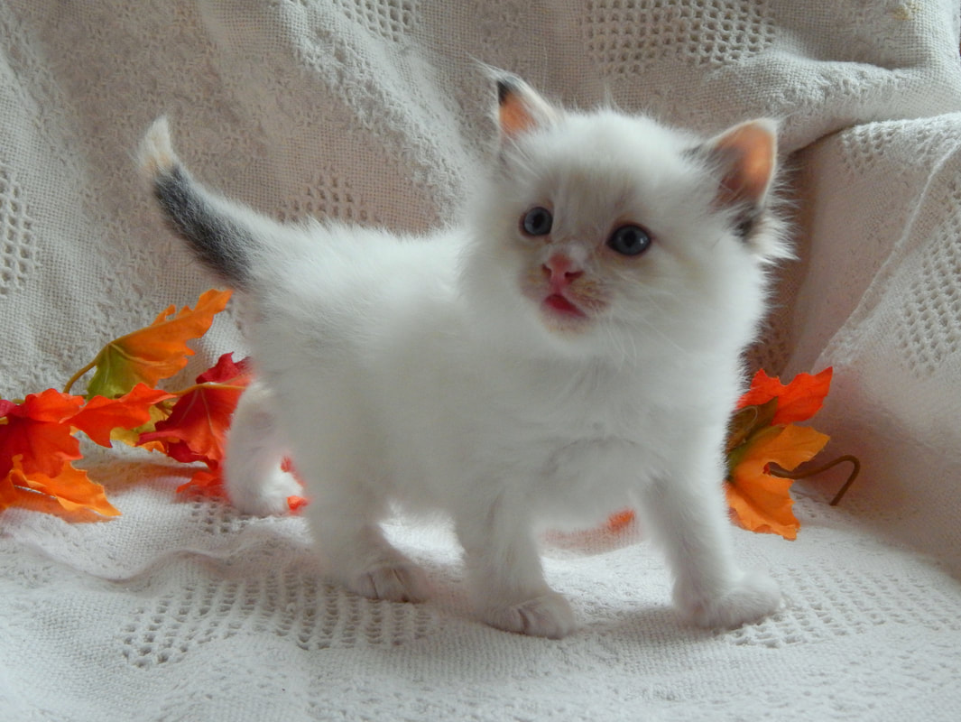 white male calico cat
